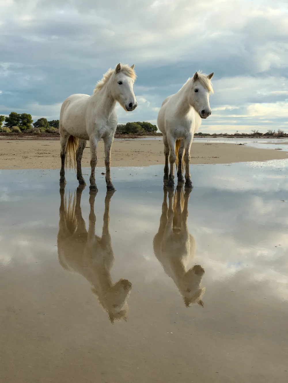 Zwei weiße Camargue-Pferde in einer flachen Lagune, ihr Spiegelbild im Wasser, unter bewölktem Himmel