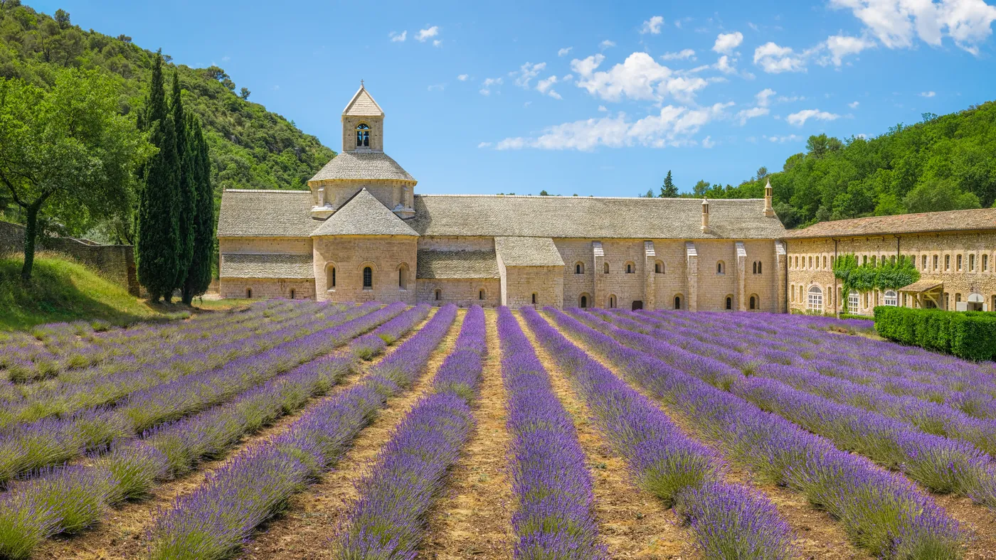 Sénanque Abbey behind a field of lavender in bloom